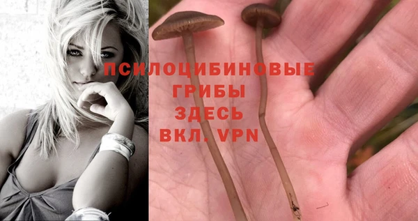 сатива Верея